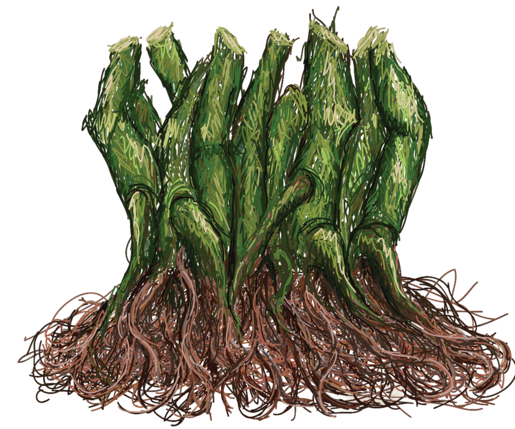 Kavahana an Illustration of the Kava Root a Natural Ingredient in Kava Beverage Preparation Kavahana