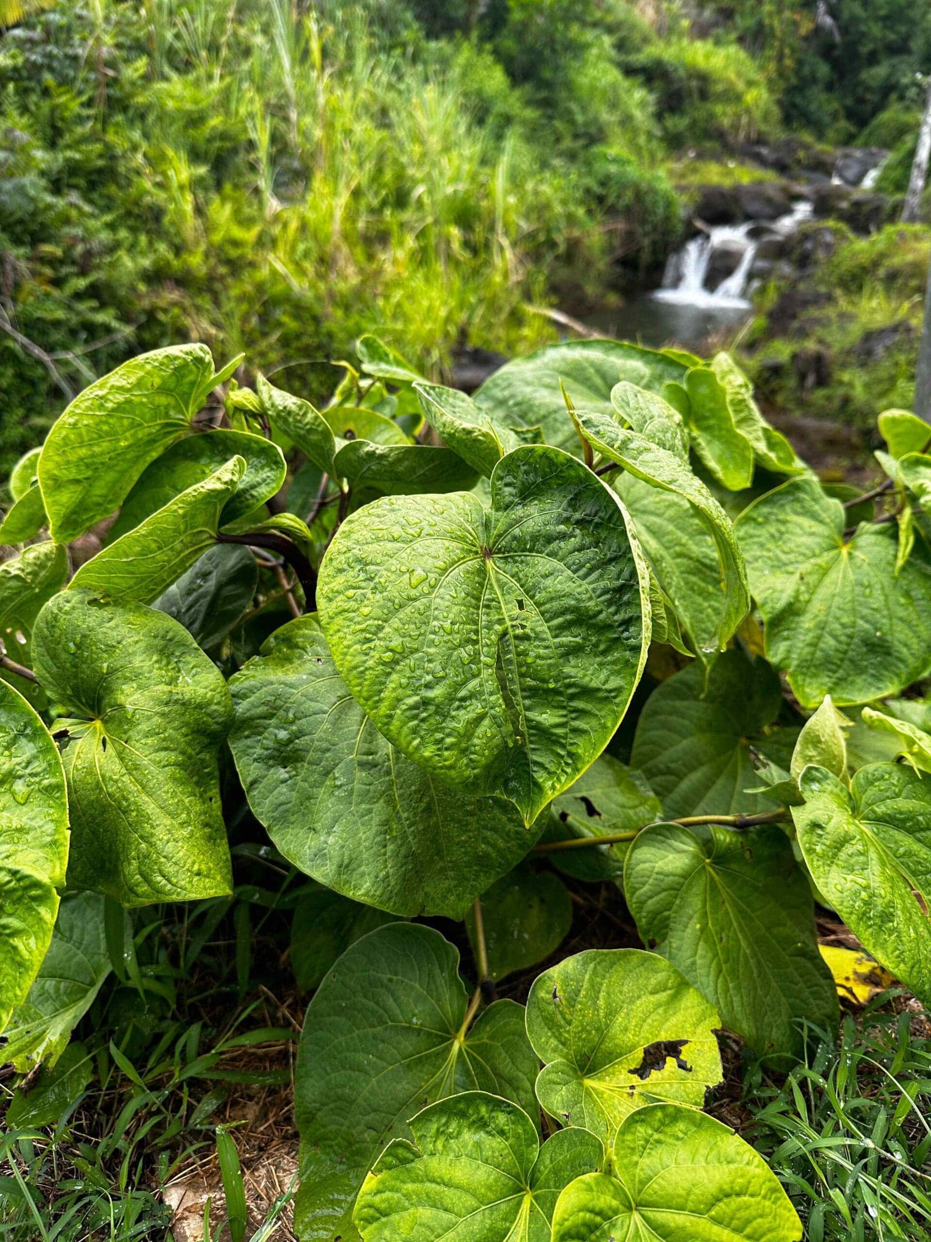 a Photograph Taken in the Sunny Daylight of Fresh Hawaiian Ahvah awa or Kava with the Backdrop of a Waterfall   Kavahana