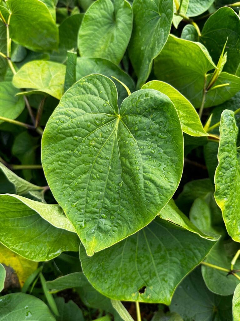 Close up of a Fresh Kava Leaf Kavahana