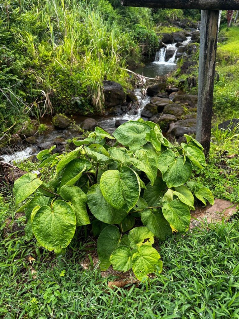a Fresh Kava Plant in Front of a Waterfall Kavahana