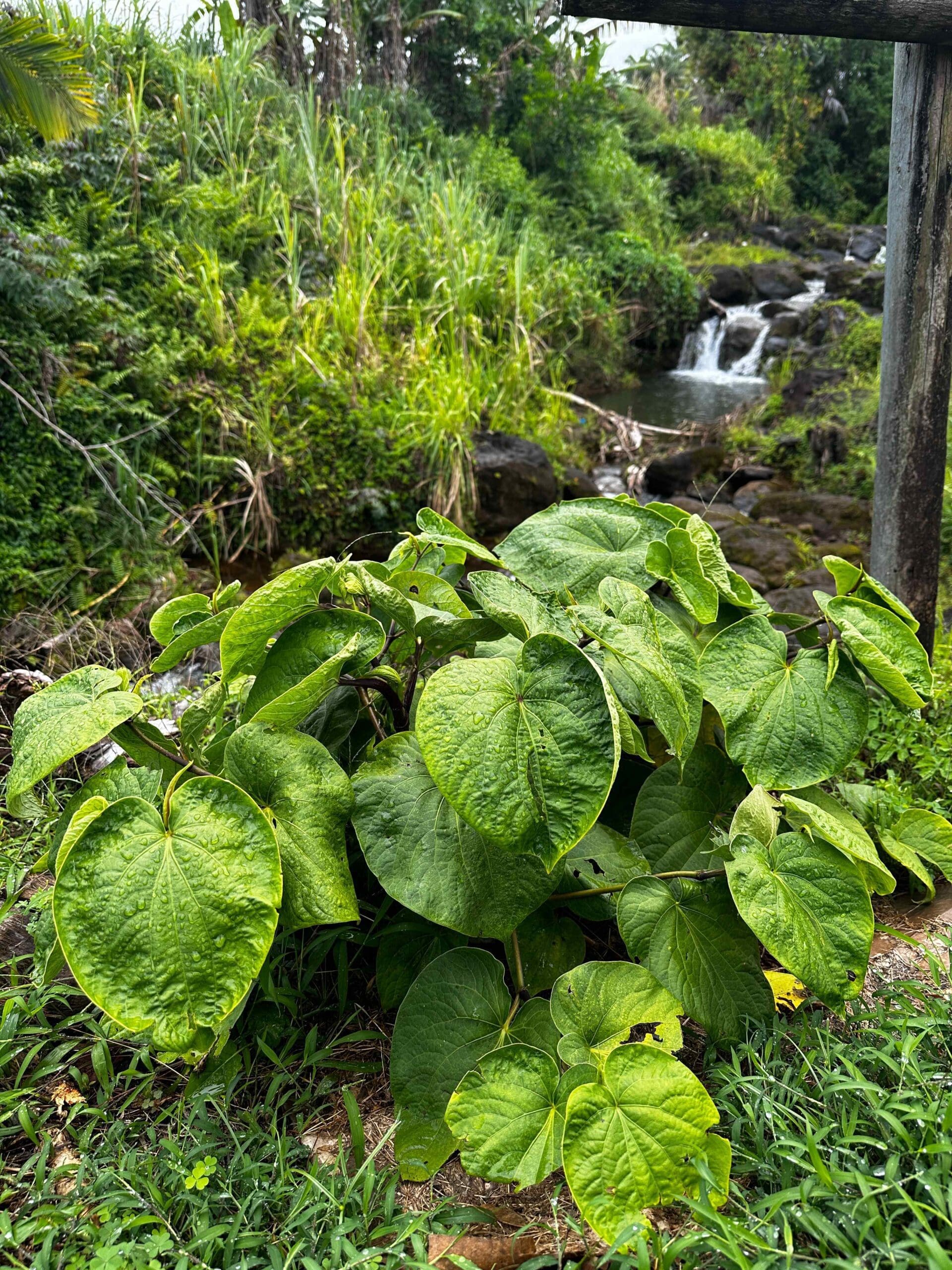 A Photograph taken in the sunny daylight of fresh Hawaiian ahvah ('awa) or kava, with the backdrop of a waterfall.