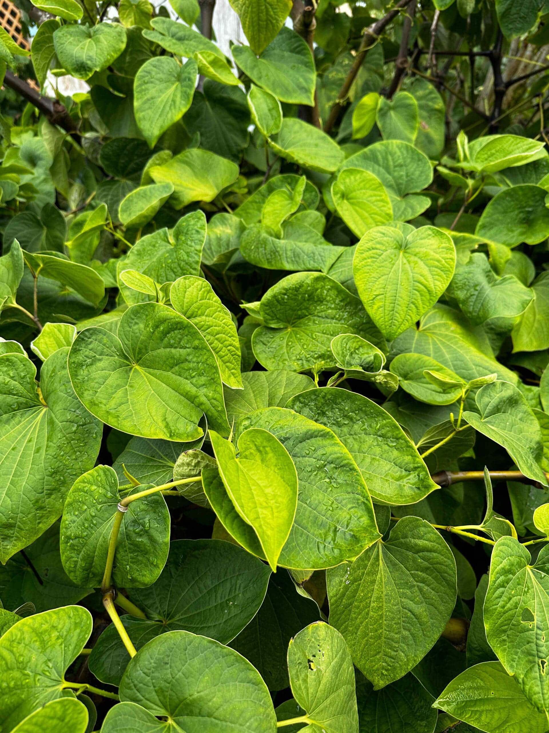 Kava Plant   Kavahana