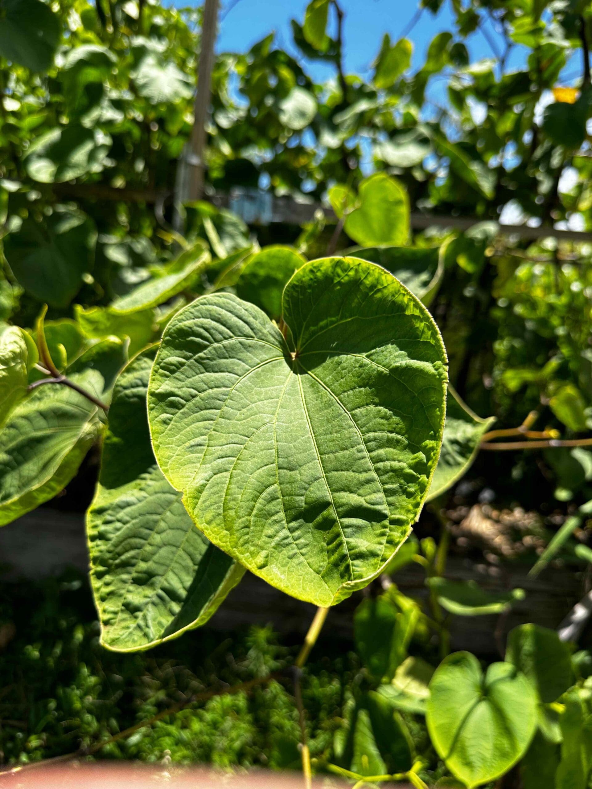 Group of kava plant leaves