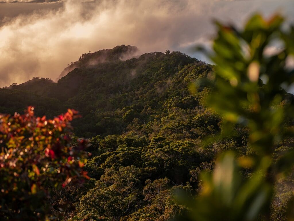 Green Mountain View Covered with Fogs Kavahana Kavahana