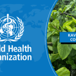 Kava is Safe Confirmed by the World Health Organization Kavahana