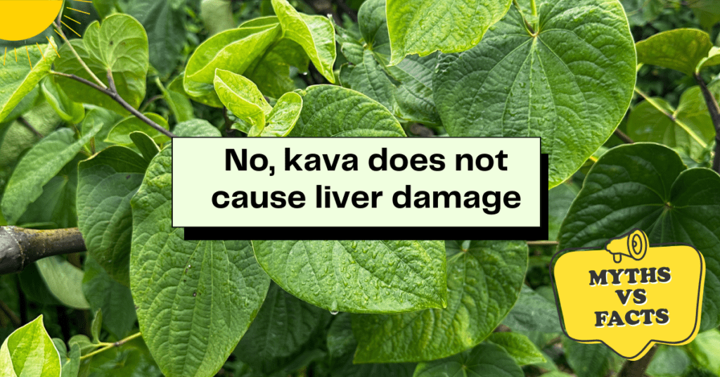 the Notion That Kava Causes Liver Damage is False Kavahana