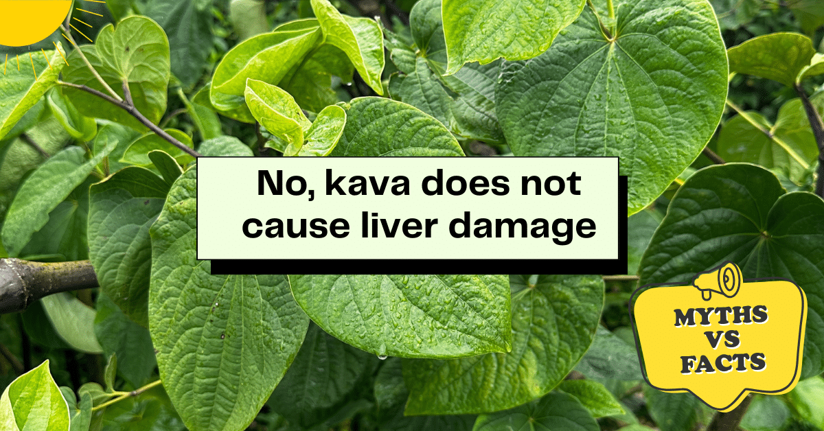 the Notion That Kava Causes Liver Damage is False   Kavahana
