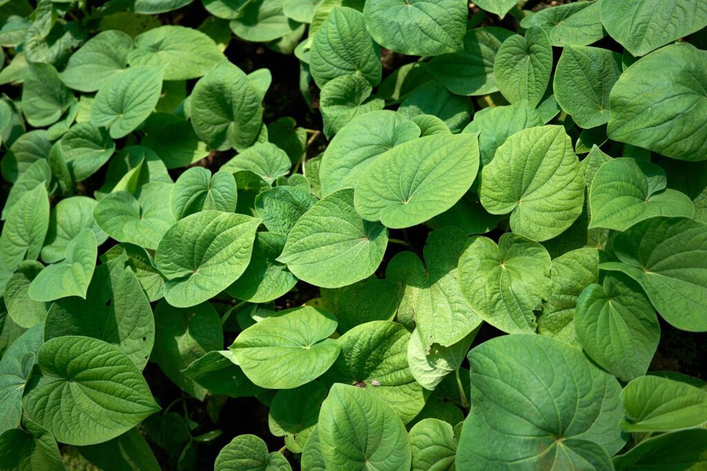 Kava Plant Close up Kavahana