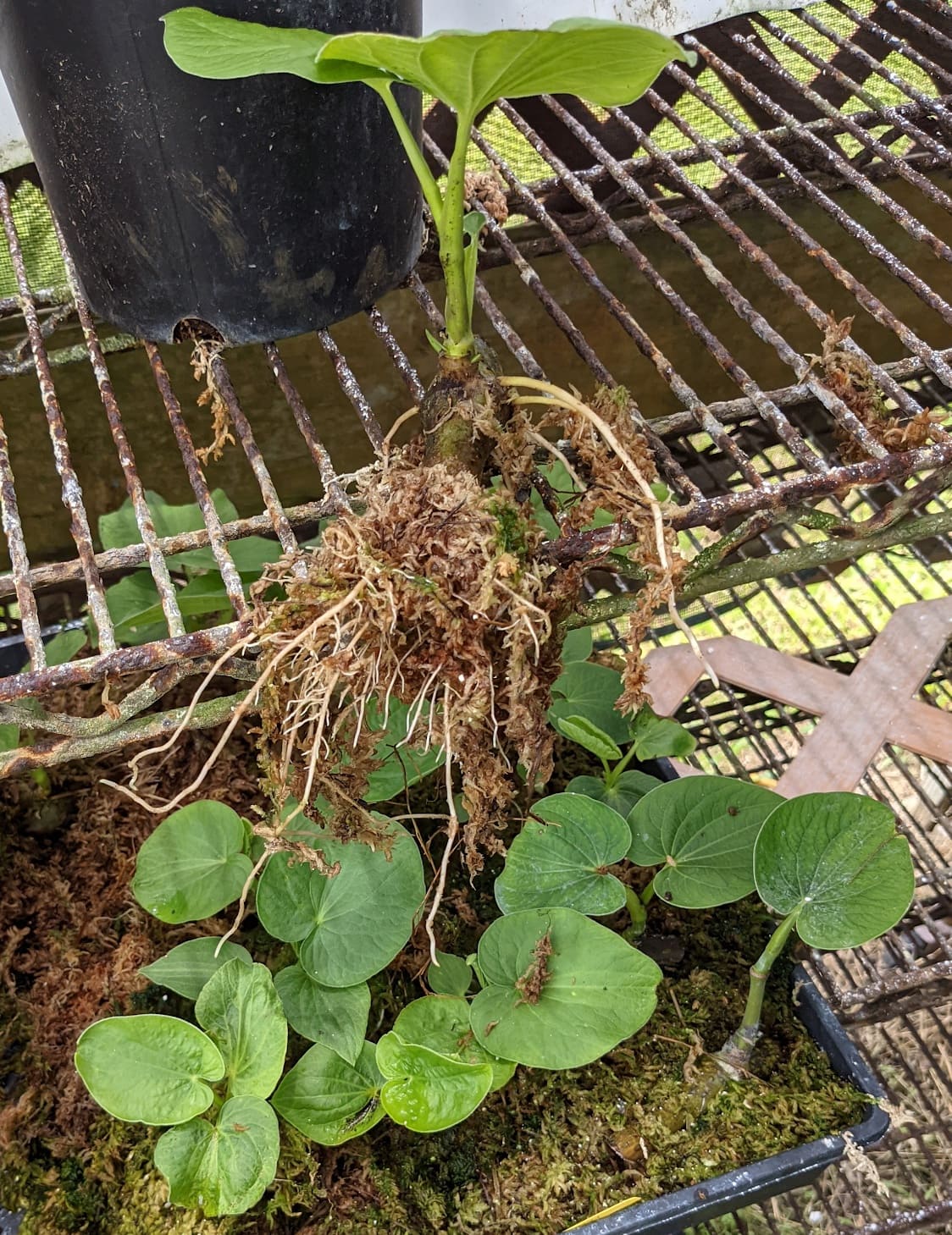 Baby Kava Plant   Kavahana