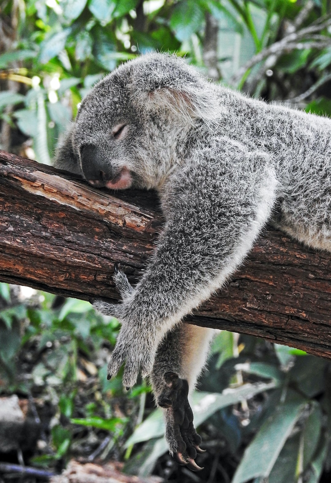 Koala Sleeping in a Tree   Kavahana