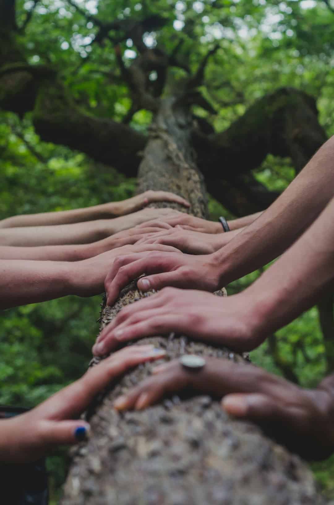 Many Hands Touching a Tree in the Forest   Kavahana