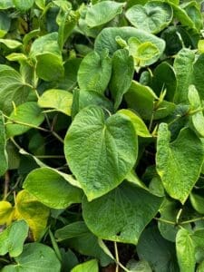 Kava Leaves Close Up Kavahana