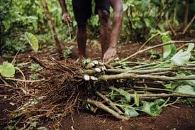 Kava Roots Kavahana