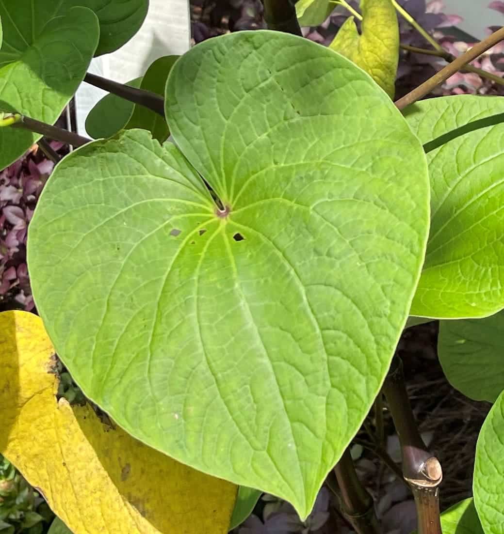 Noble Kava Leaf   Kavahana