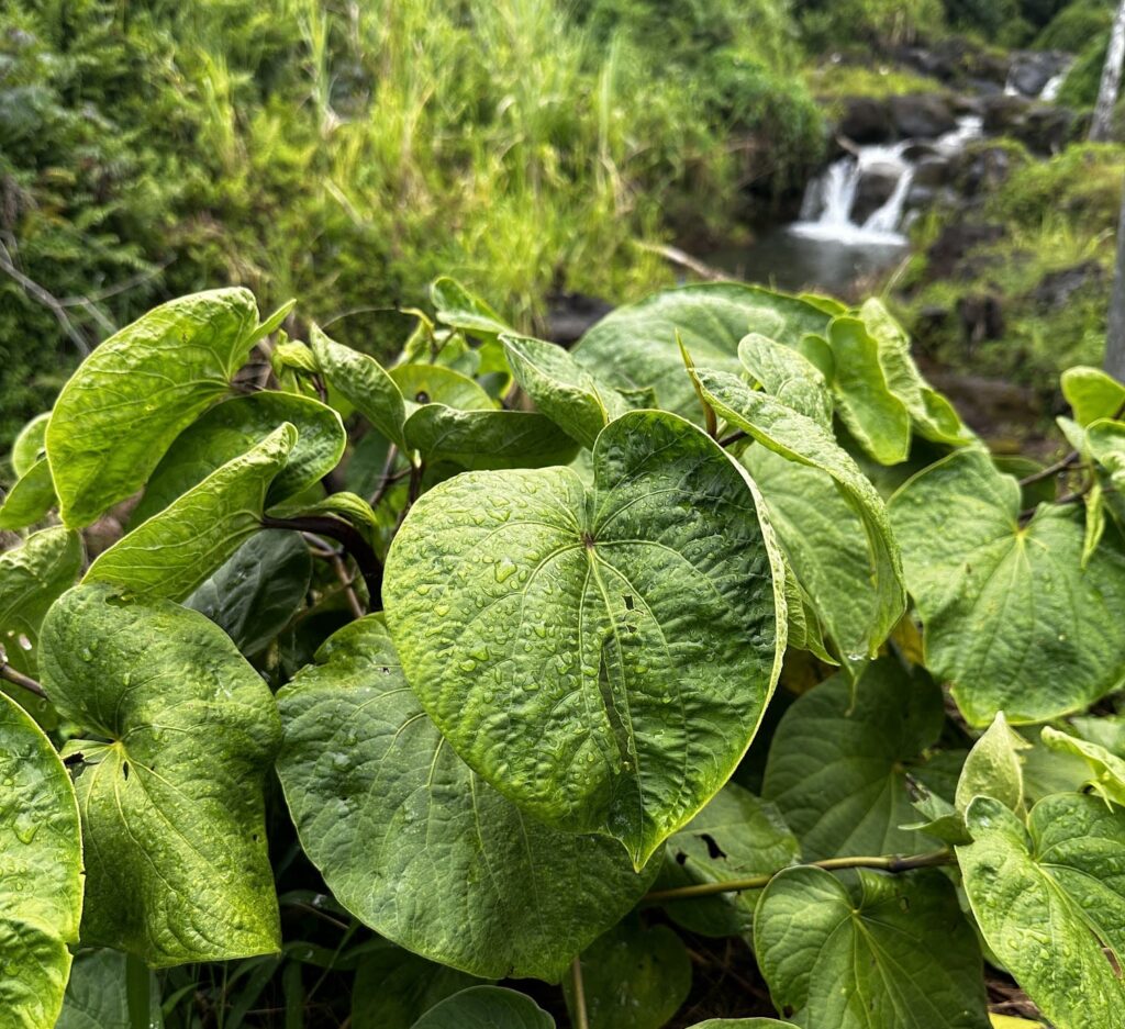 Kava Plant with Water Fall Kavahana Kavahana