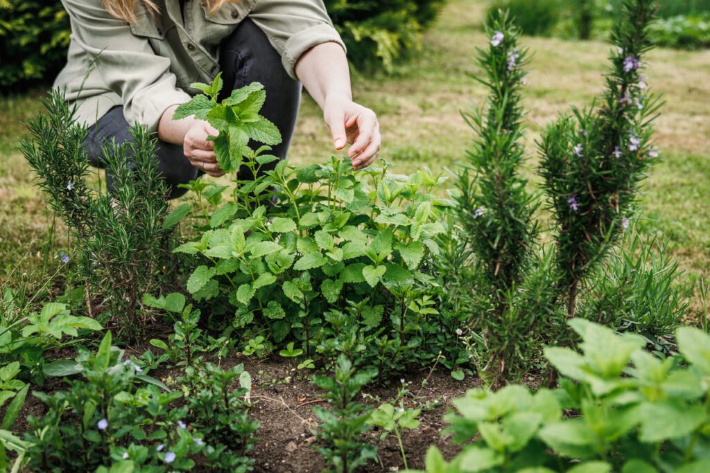 Woman in Medicinal Plant Garden Surrounded by Green Plants Kavahana