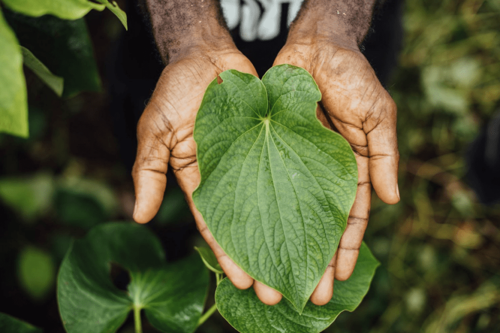 Pacific Islander Holding Kava Leaf Kavahana