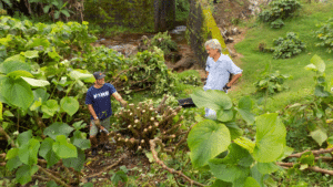 Harvesting kava roots >thisisjustarandomplaceholder<kavahana Harvesting Noble Kava Roots by Hand